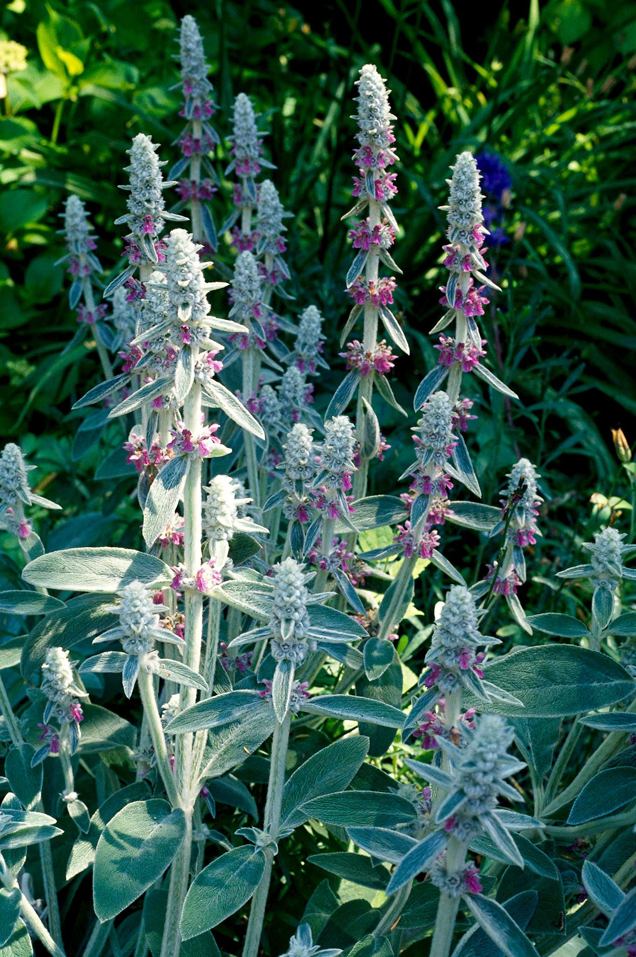 Lamb's Ear ground cover