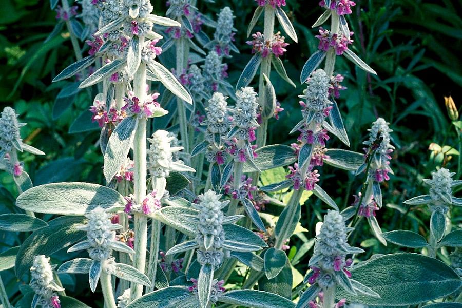 Lamb's Ear ground cover