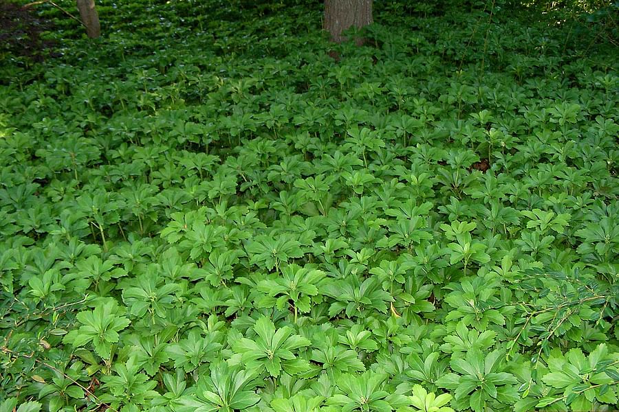 Pachysandra ground cover with Ferns