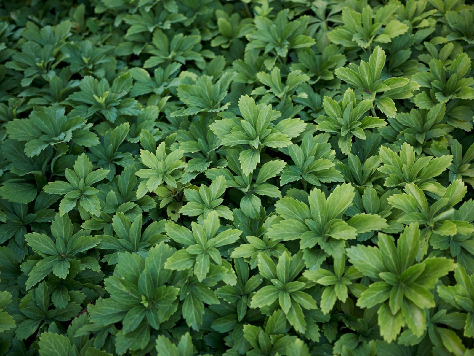 Pachysandra ground cover