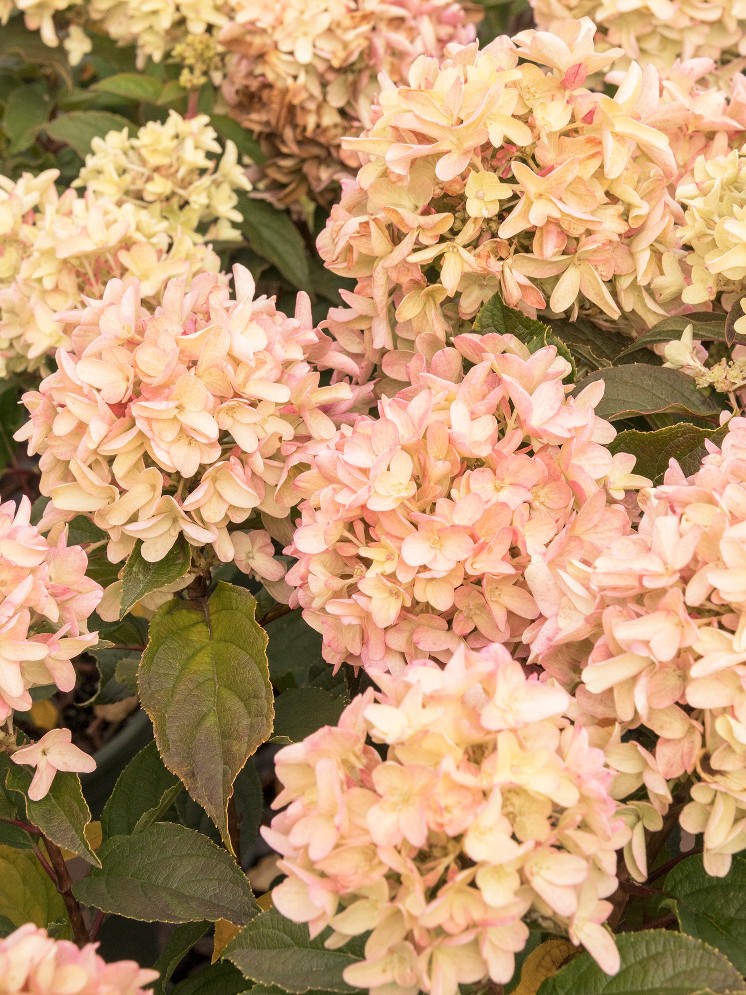 Periwinkle ground cover with Hydrangeas