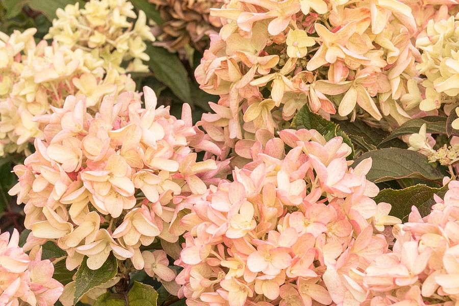 Periwinkle ground cover with Hydrangeas
