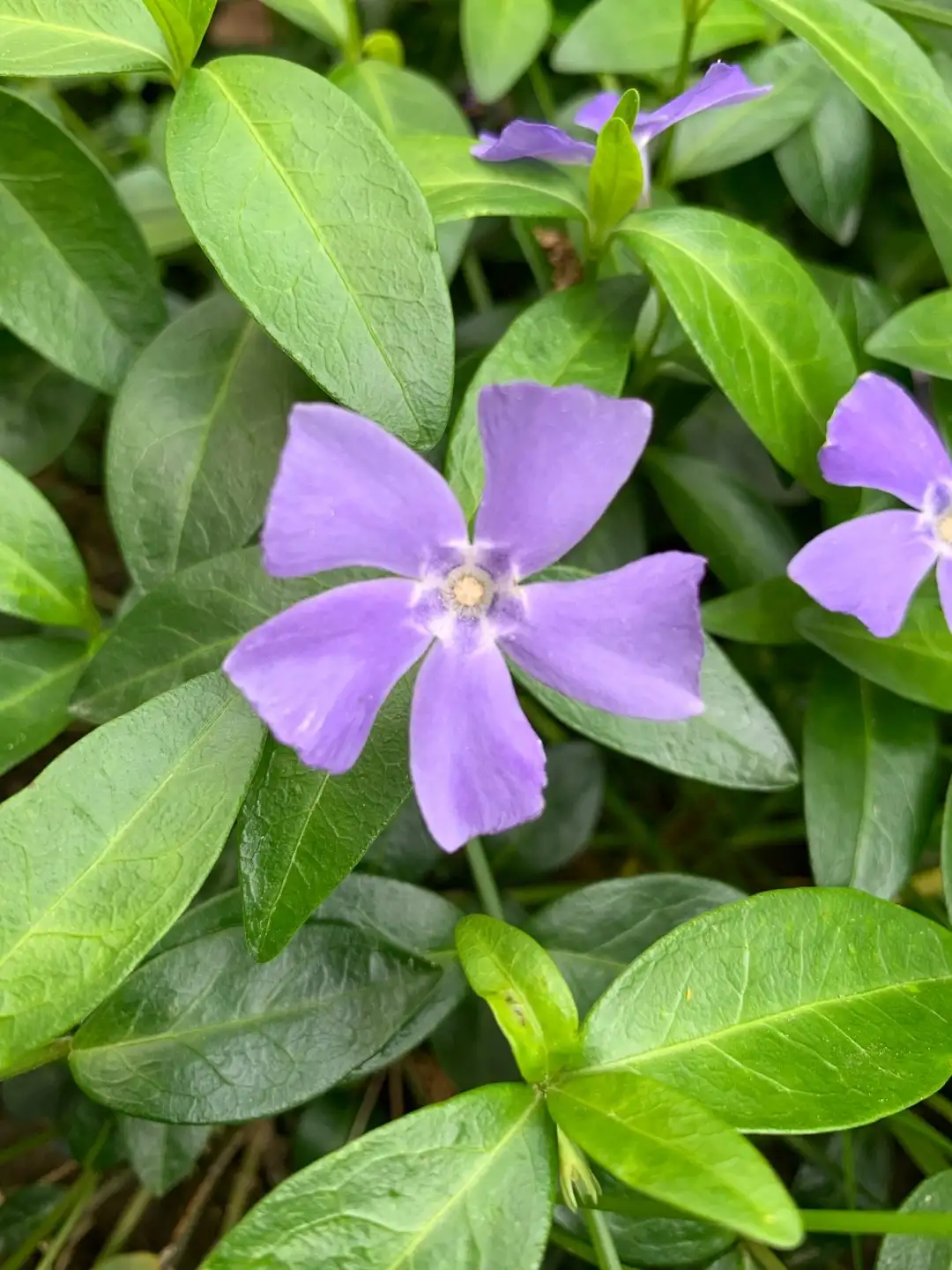 Periwinkle ground cover