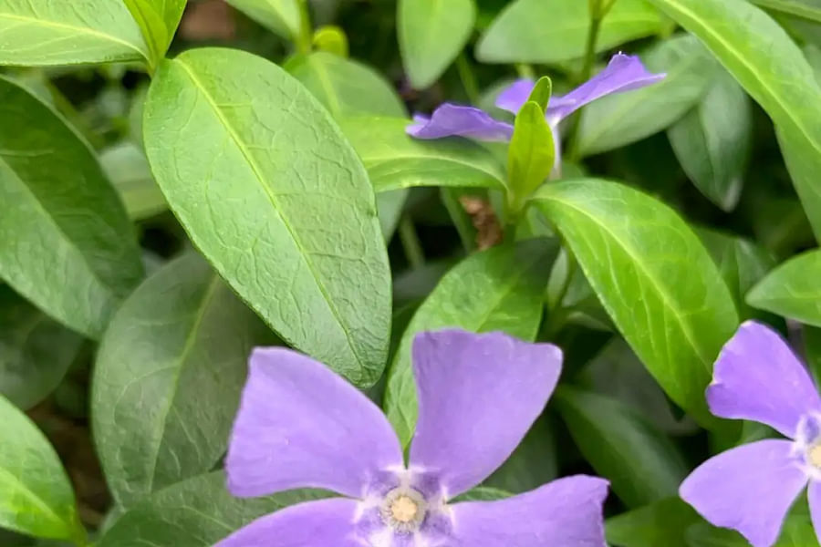 Periwinkle ground cover