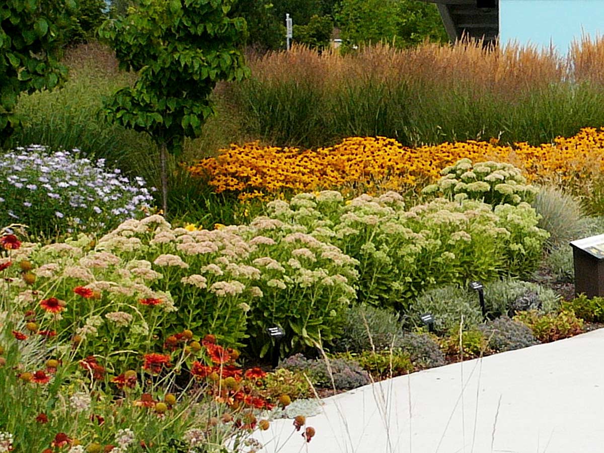 Sedum ground cover with Ornamental Grasses