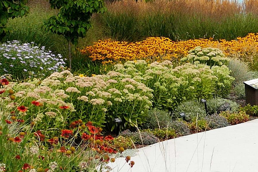 Sedum ground cover with Ornamental Grasses
