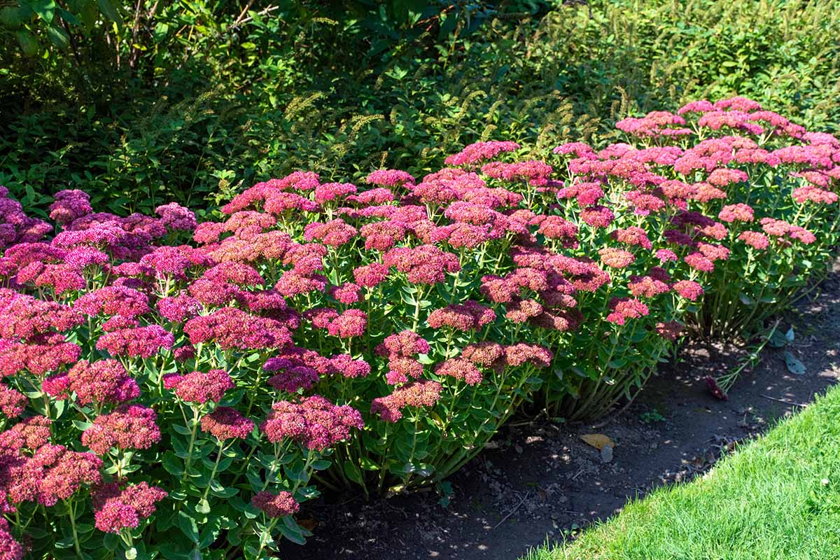 Sedum ground cover