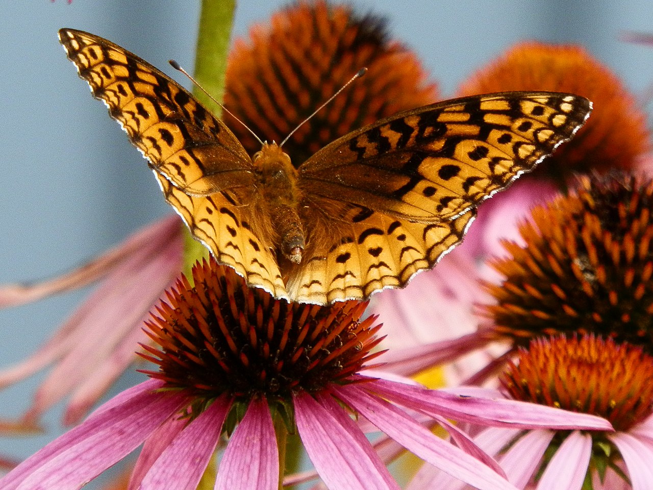 Stonecrop ground cover with Coneflowers