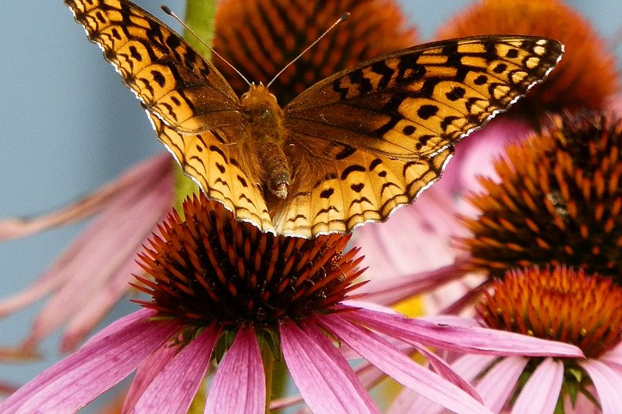 Stonecrop ground cover with Coneflowers