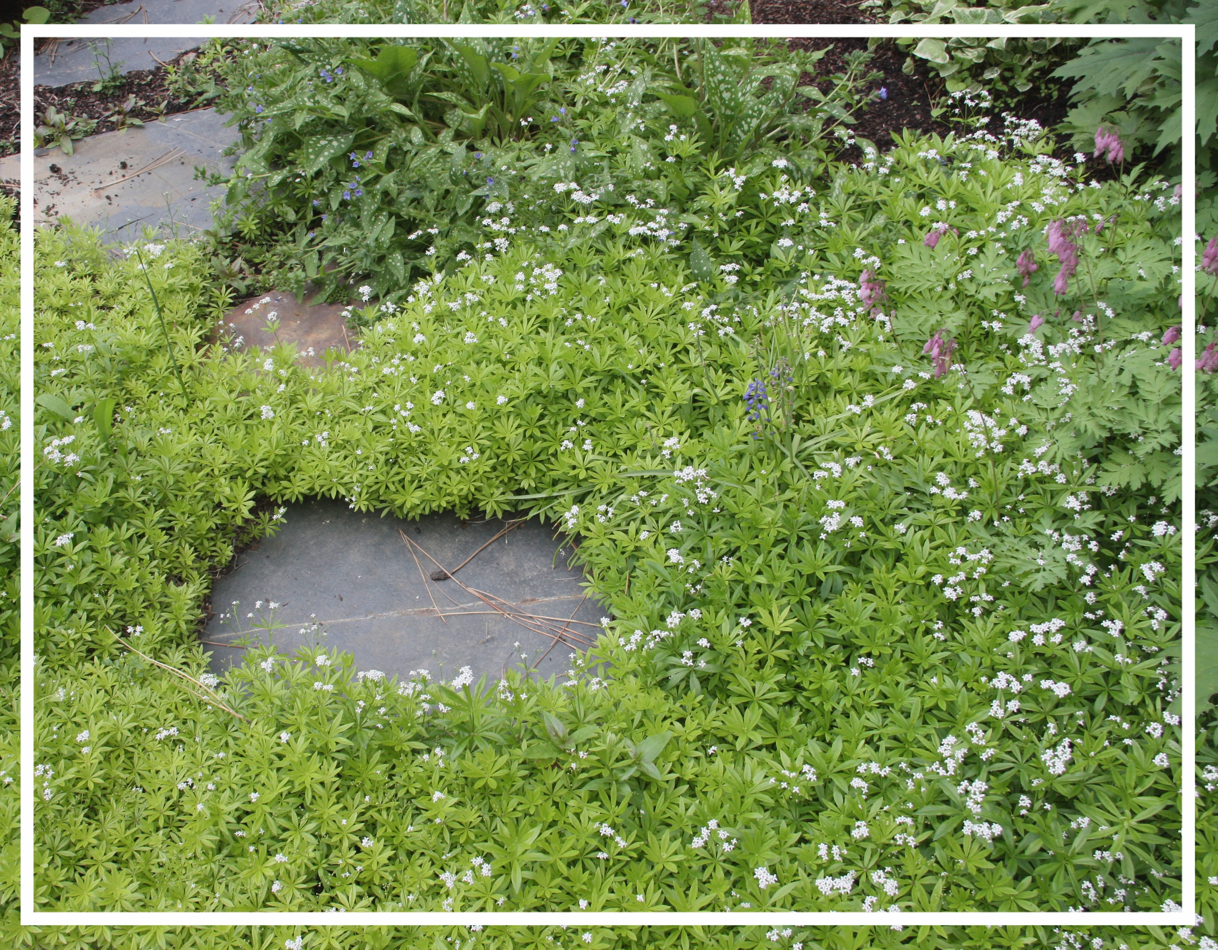 Sweet Woodruff ground cover