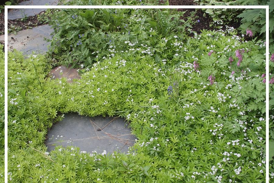 Sweet Woodruff ground cover