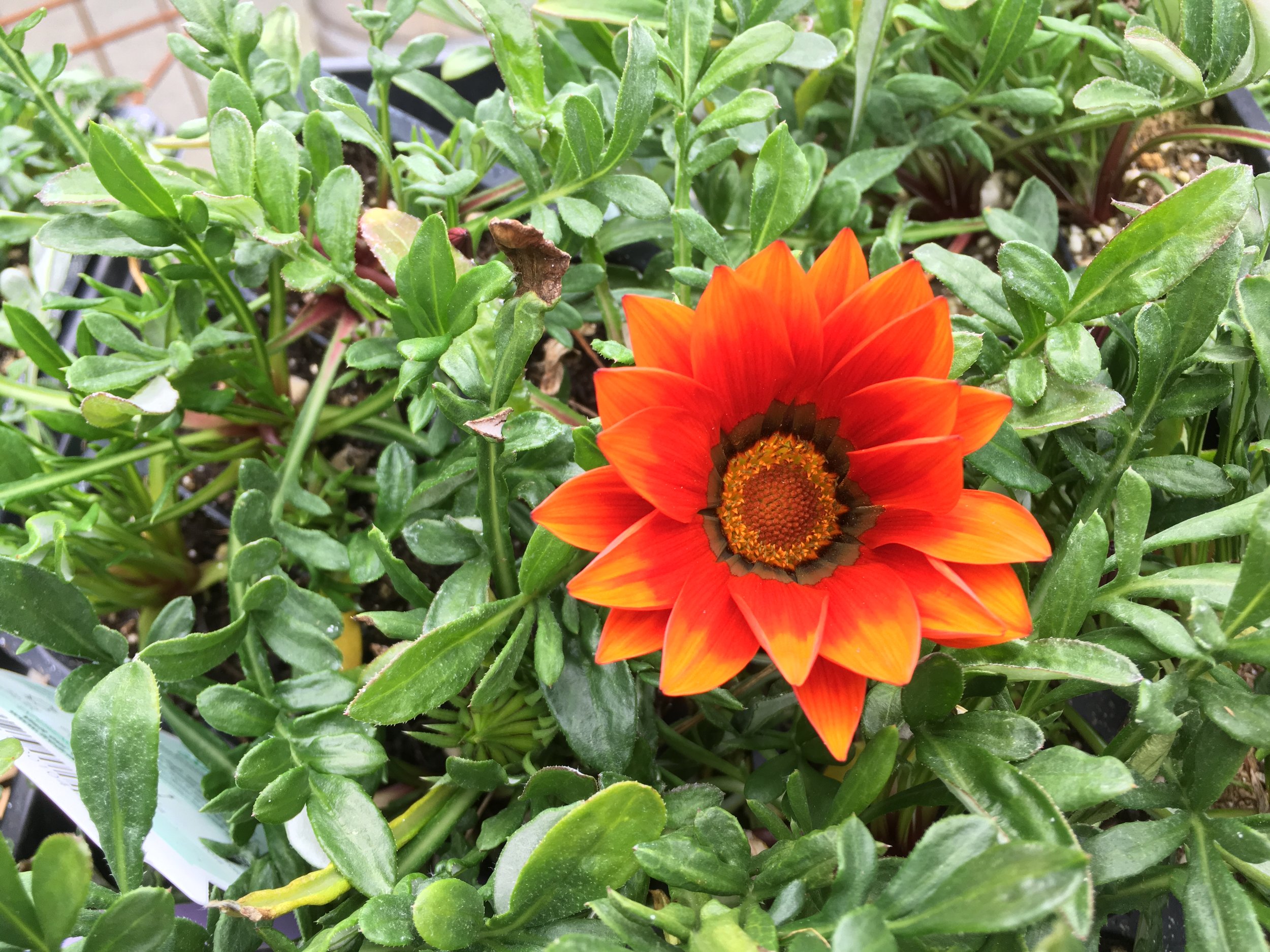 Thyme ground cover with Roses