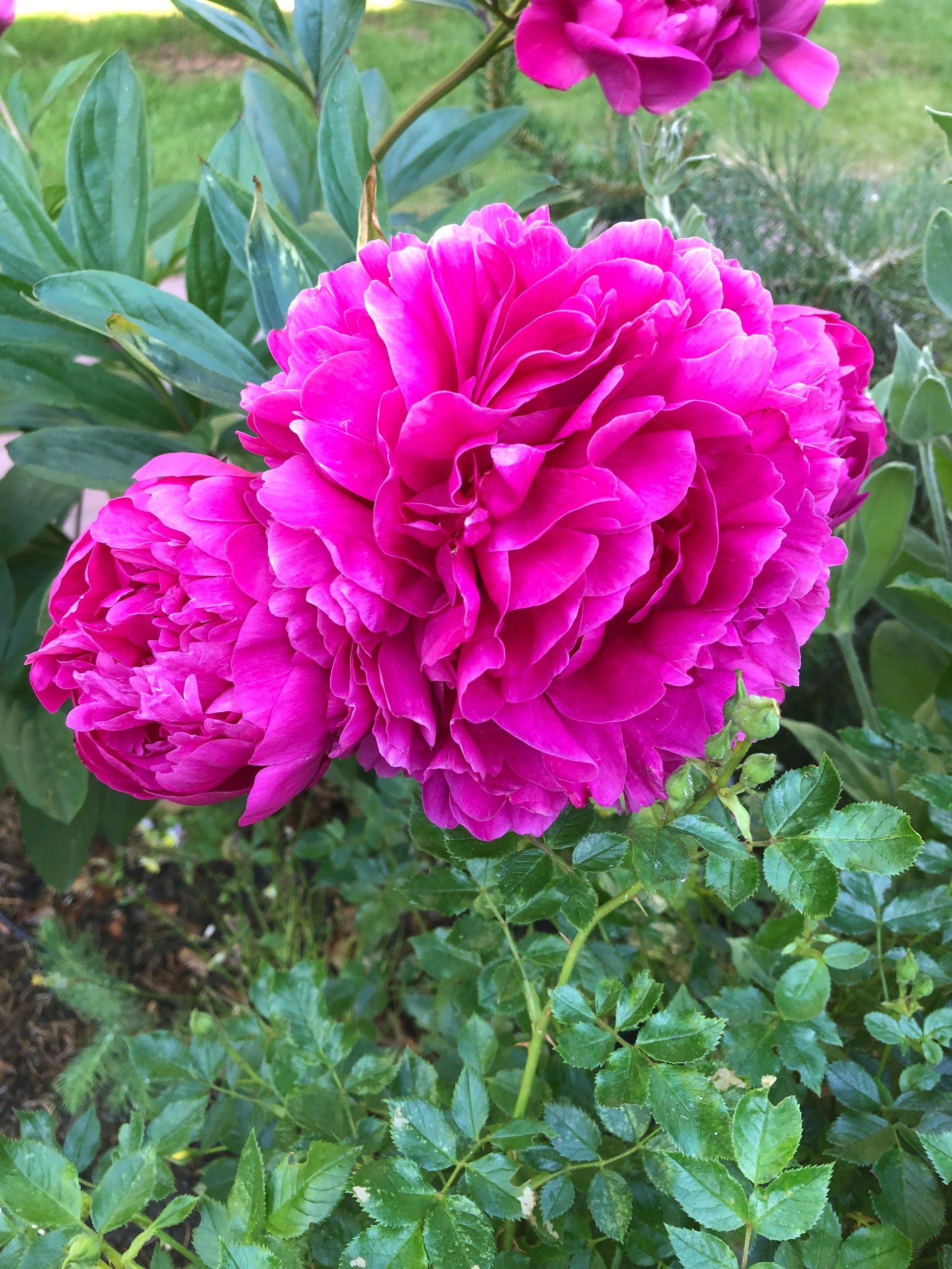 Blooming peonies in garden