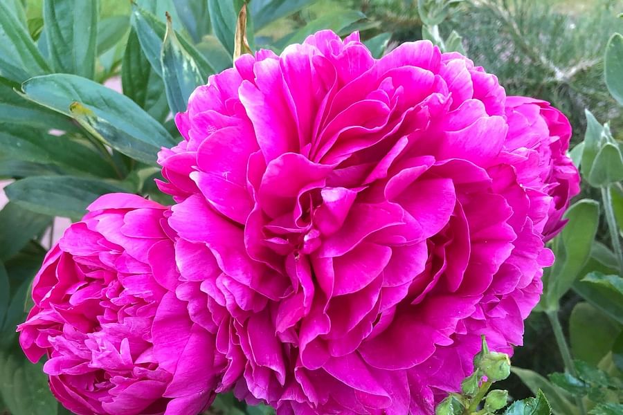 Blooming peonies in garden