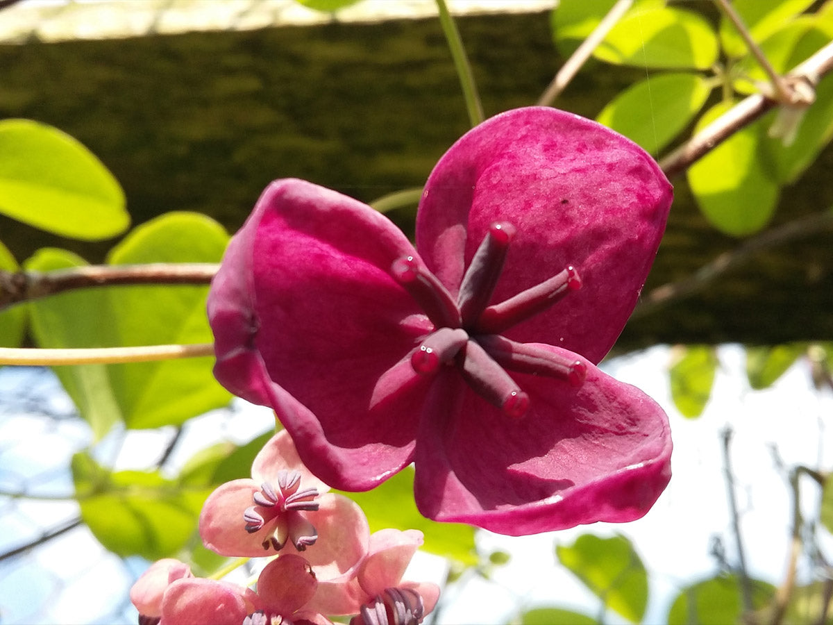 Chocolate vine flowers