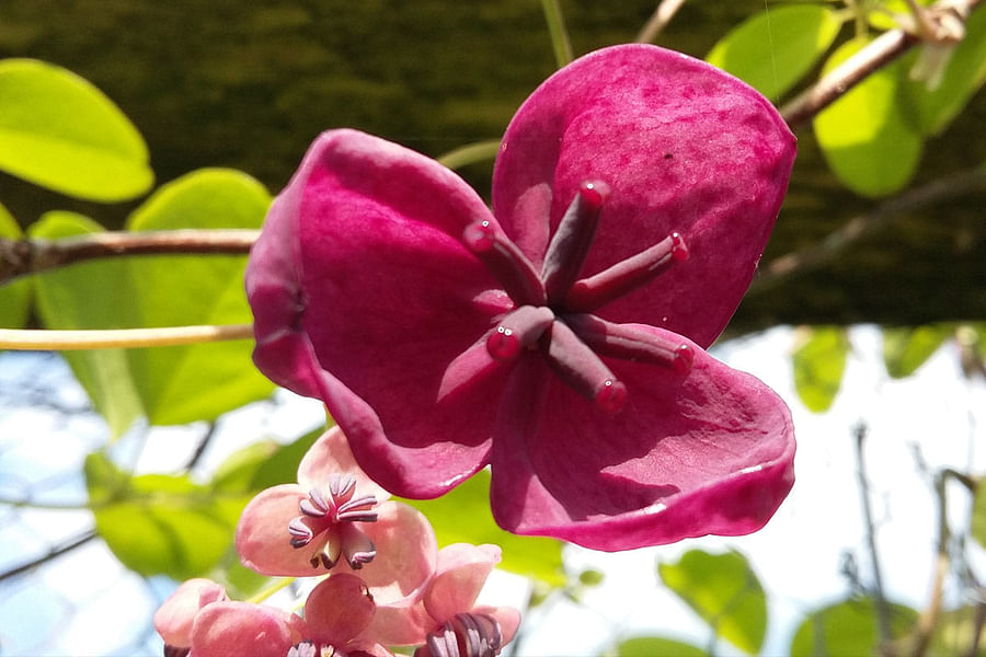 Chocolate vine flowers