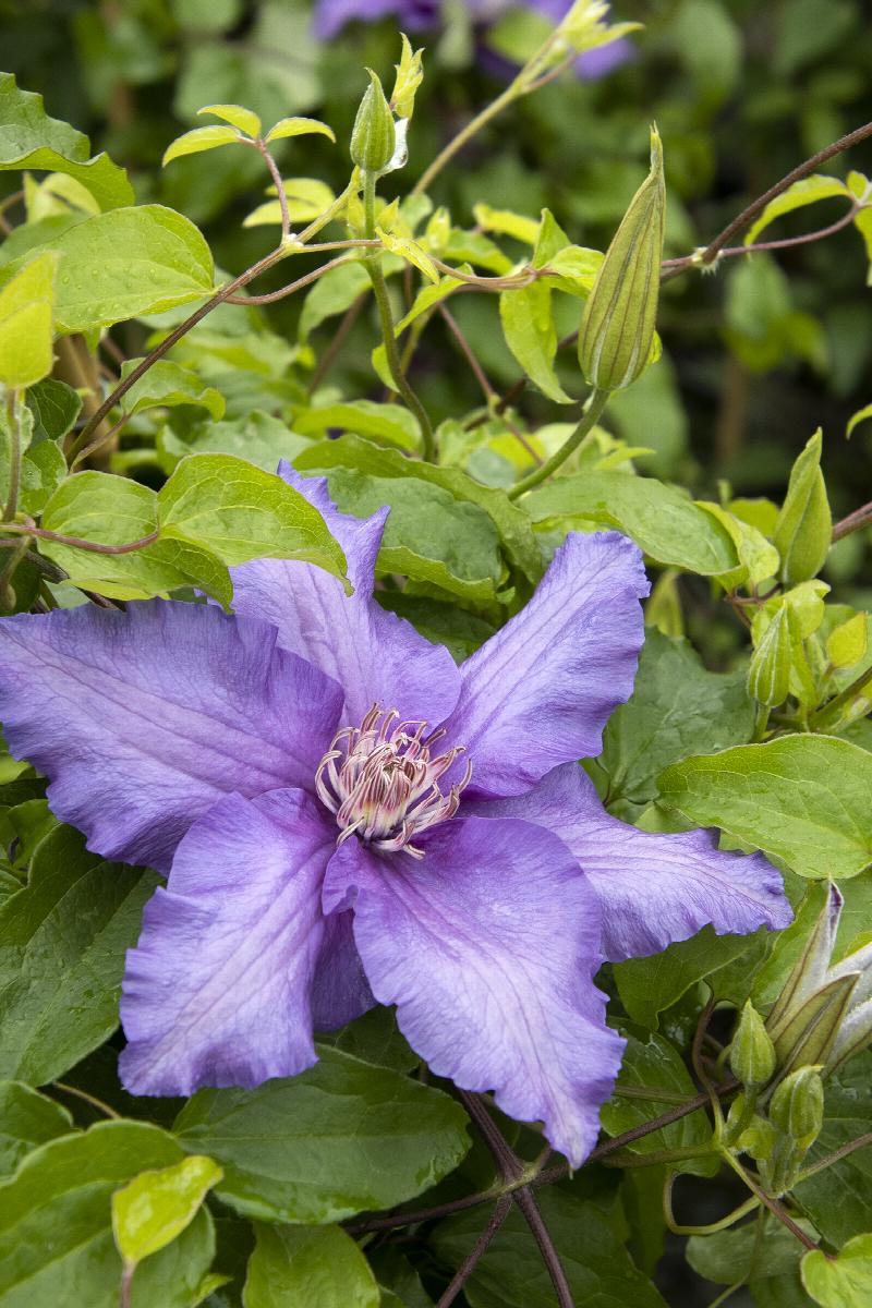 Clematis flowers