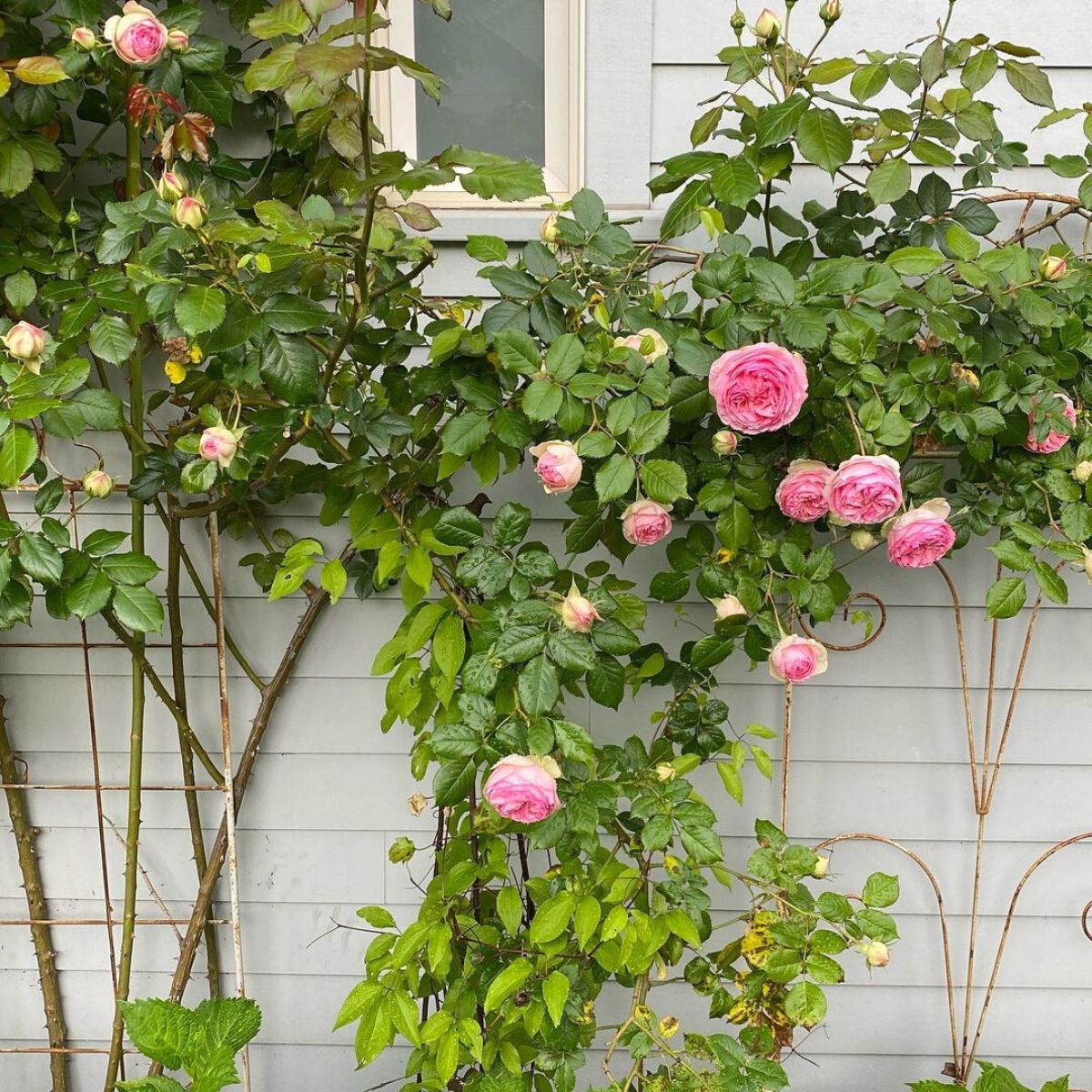 Climbing roses in garden