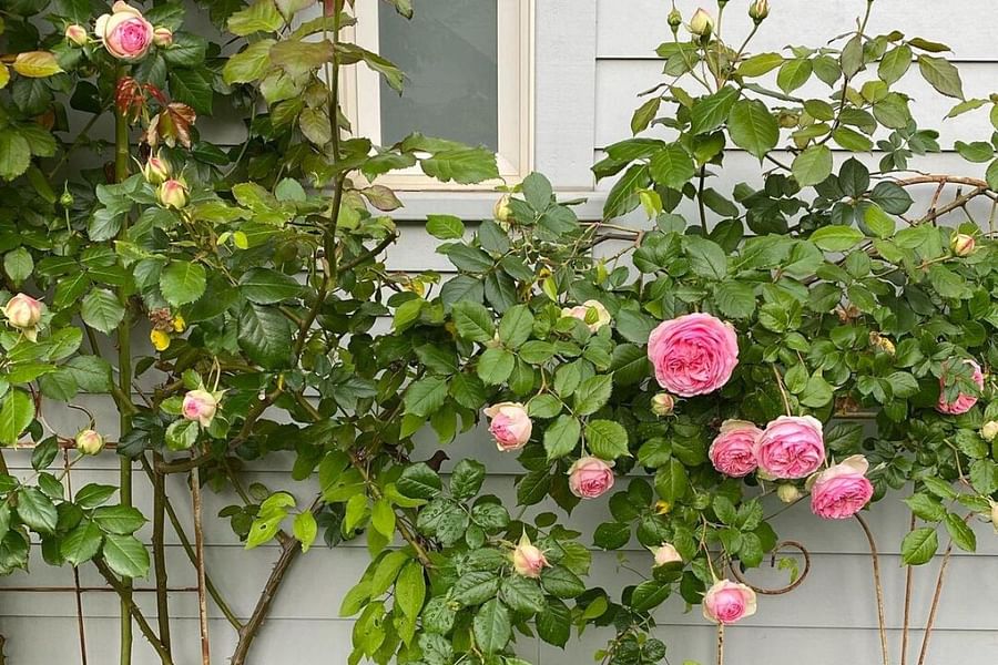 Climbing roses in garden