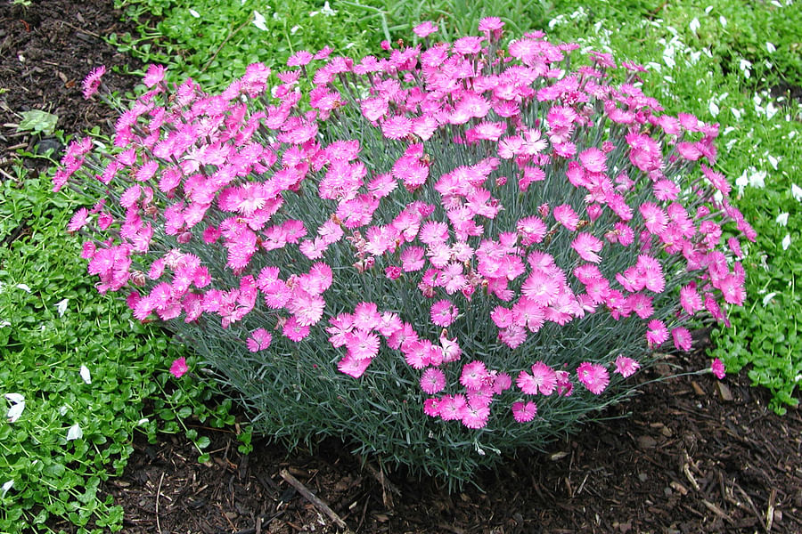 Dianthus flowers in garden