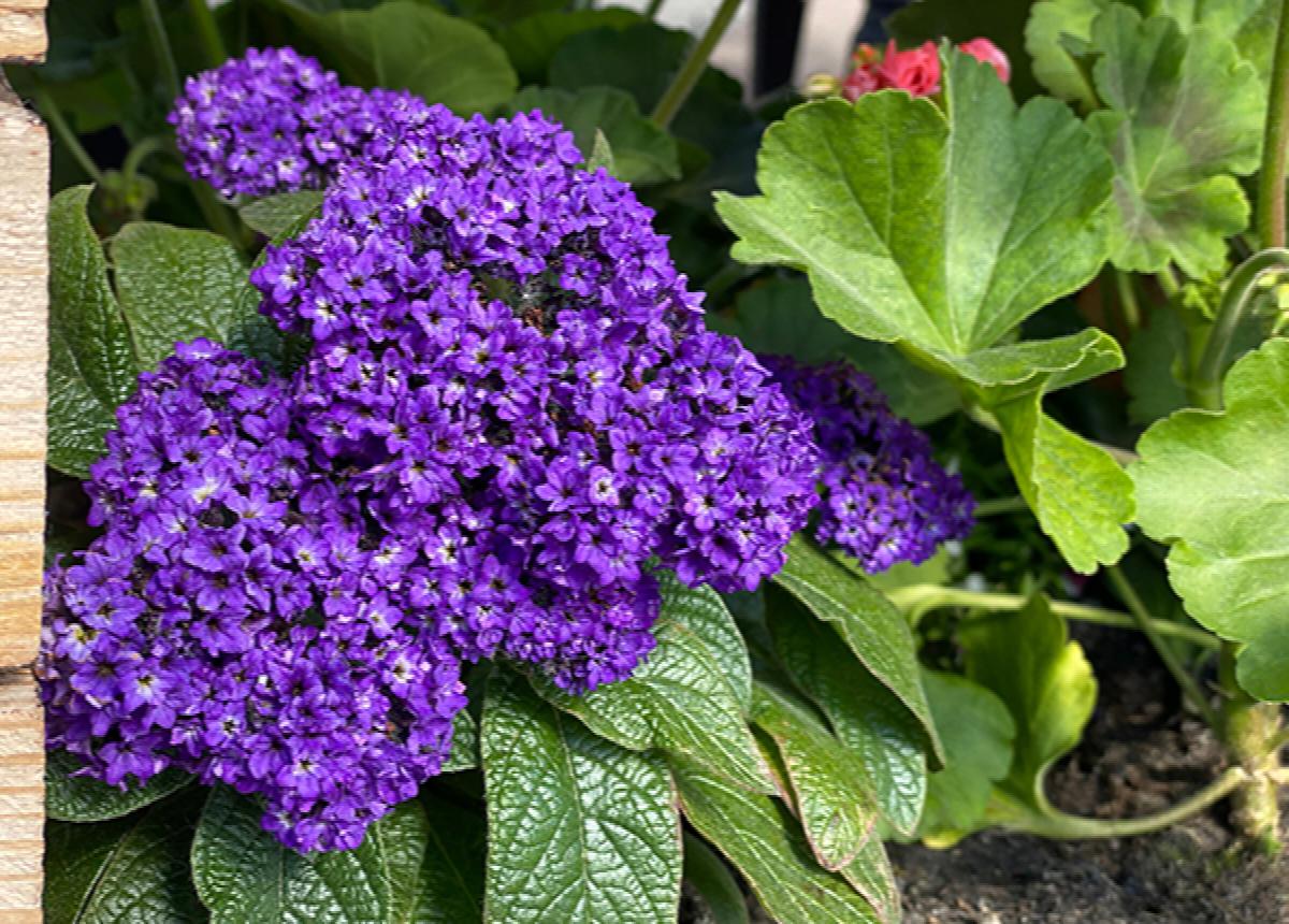 Heliotropium Heliotrope flowers
