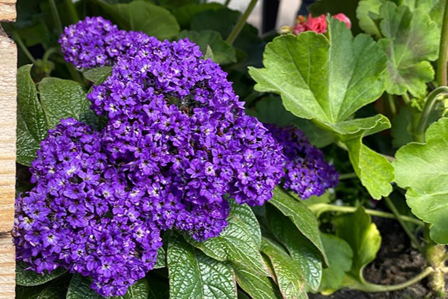 Heliotropium Heliotrope flowers