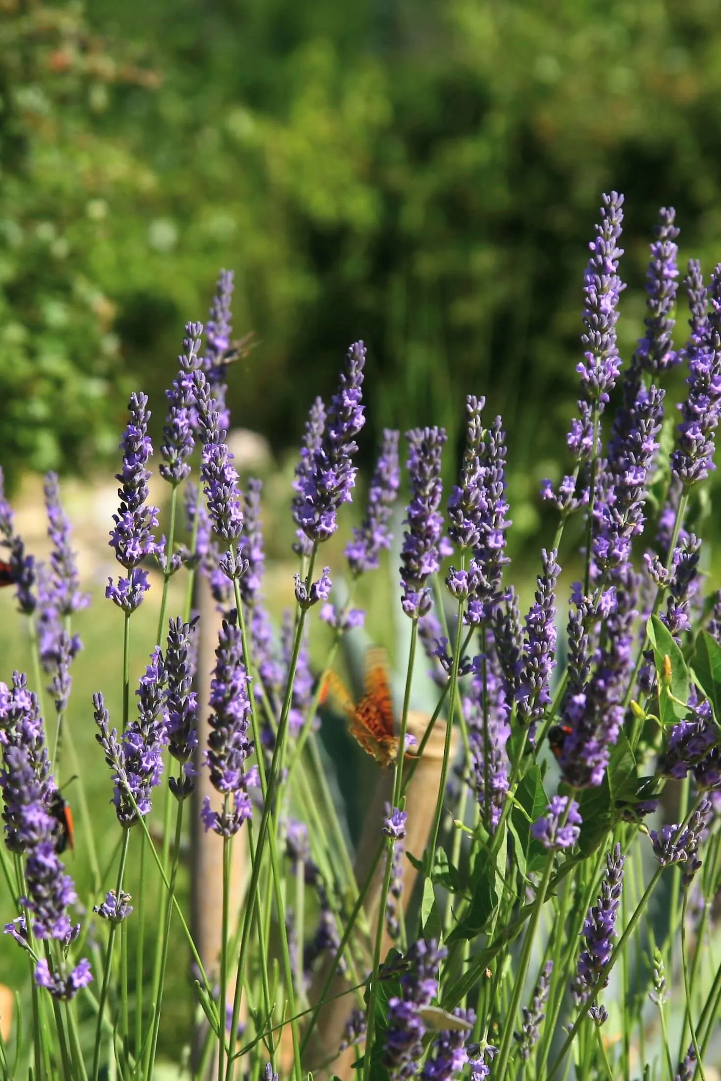 Lavender flowers in garden
