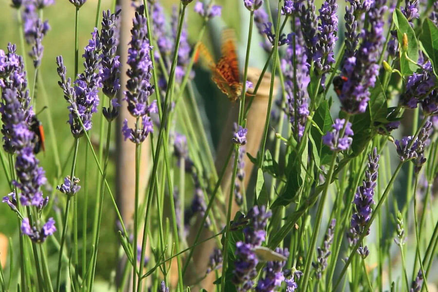 Lavender flowers in garden
