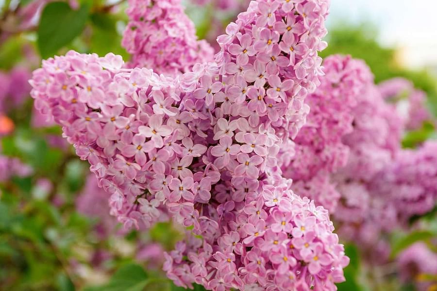 Lilac Syringa flowers