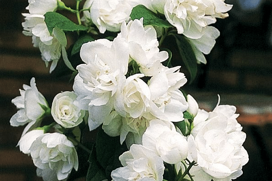 Mock Orange Philadelphus in bloom