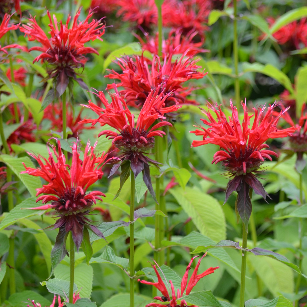 Monarda Bee Balm flowers
