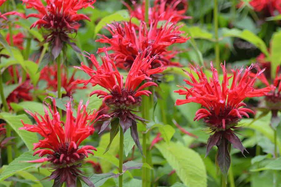 Monarda Bee Balm flowers