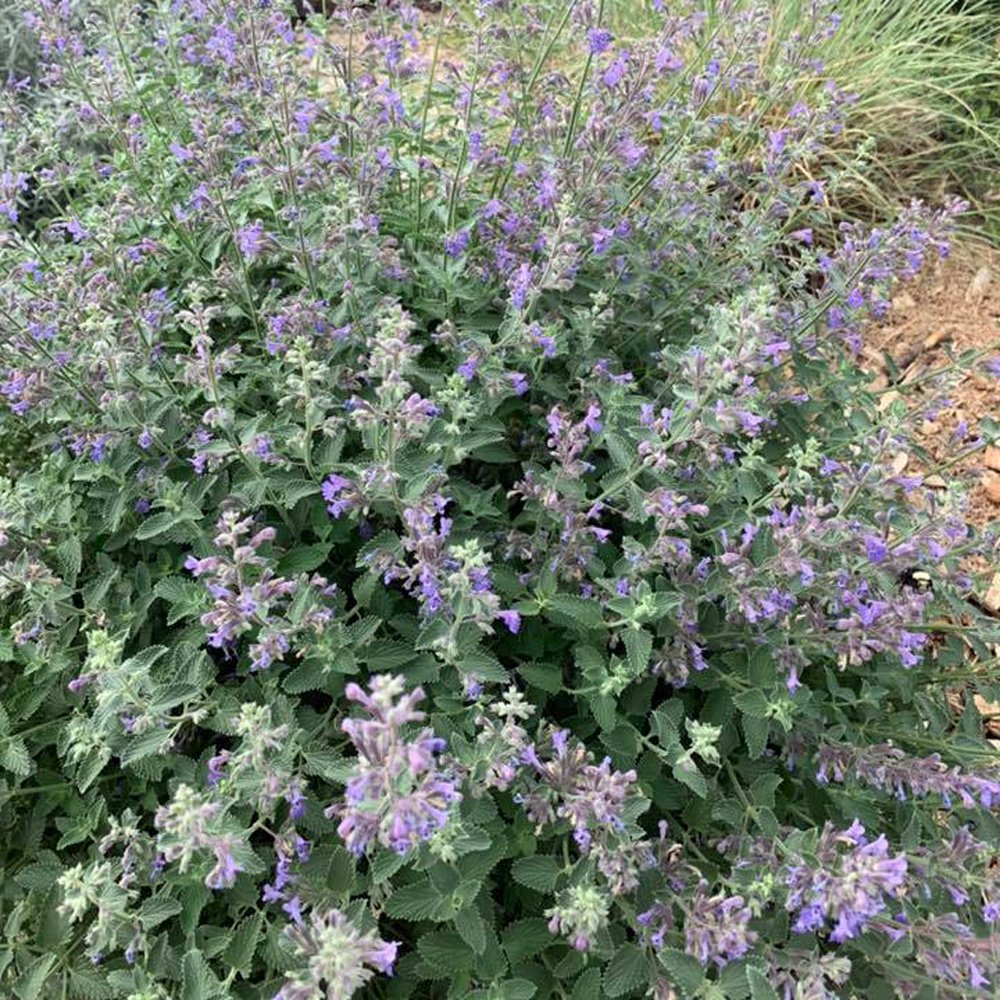 Nepeta Catmint in bloom