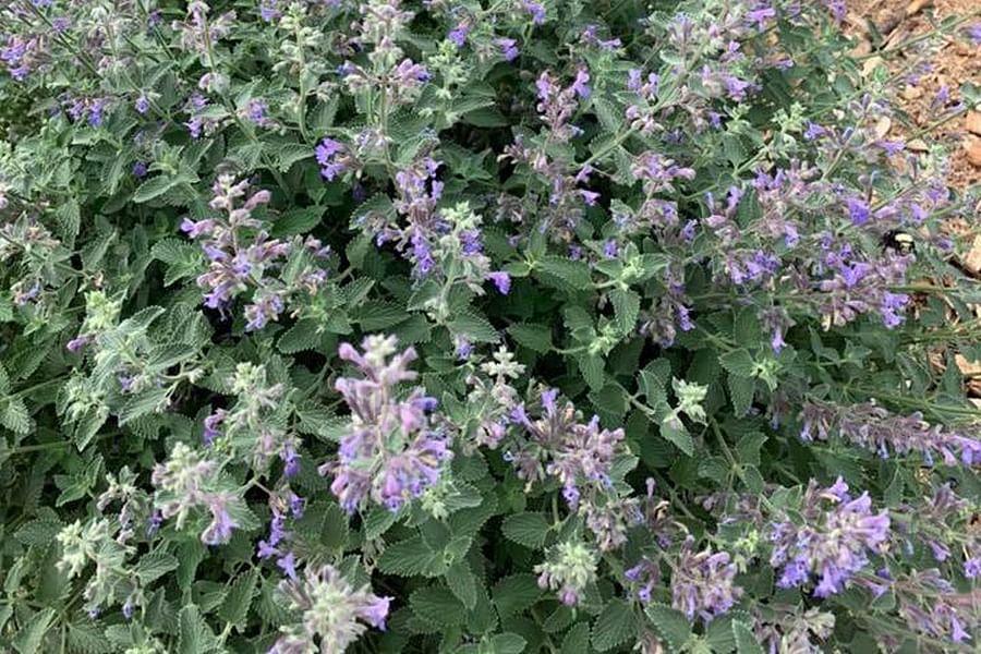 Nepeta Catmint in bloom