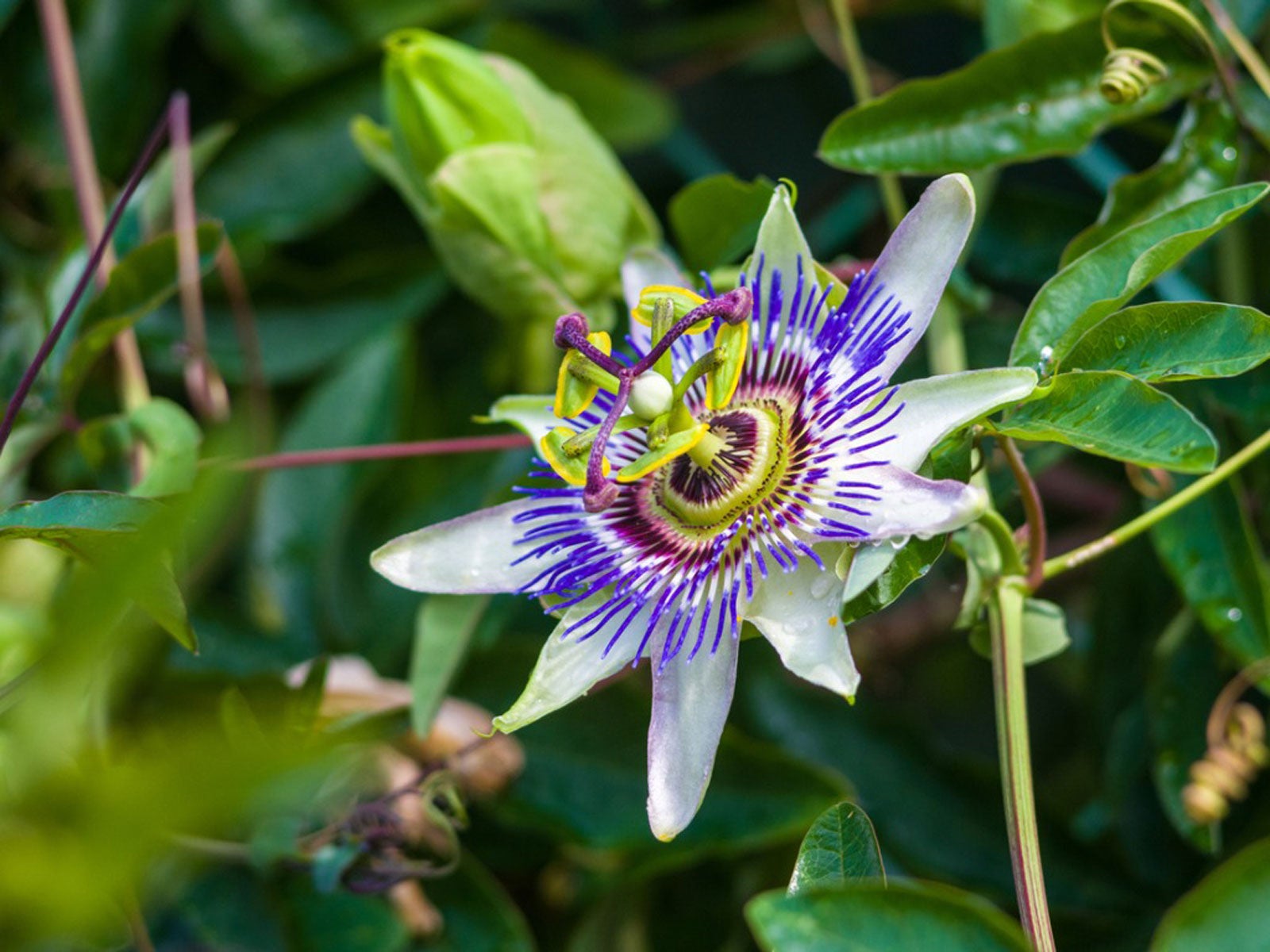Passion flower vine