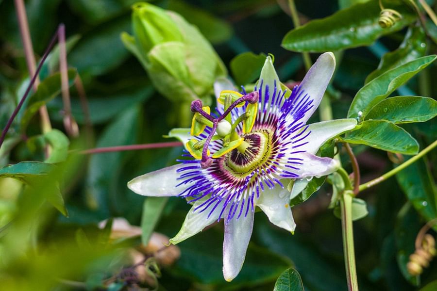 Passion flower vine