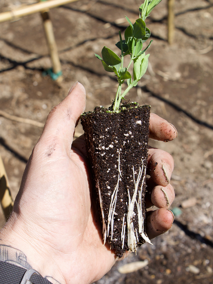 Sweet peas on support