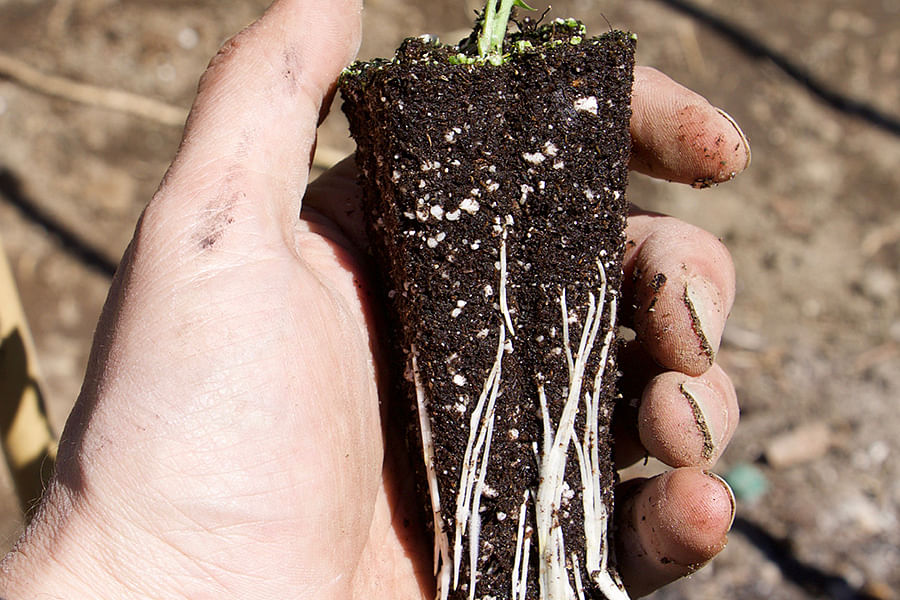 Sweet peas on support