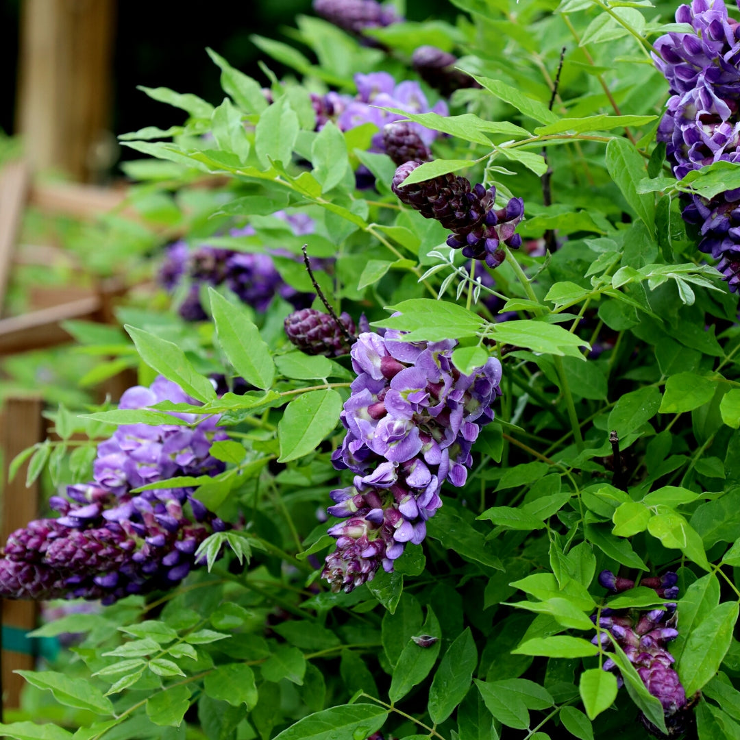 Wisteria vine blooms