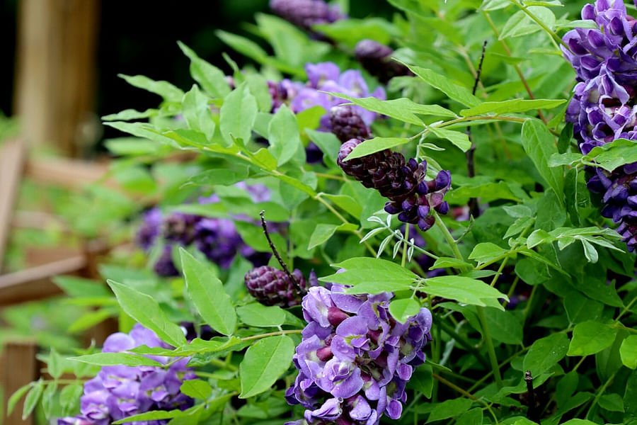 Wisteria vine blooms
