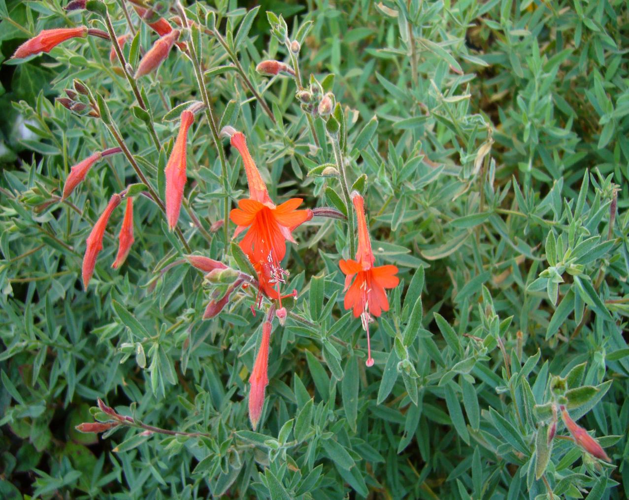 California Fuchsia plant