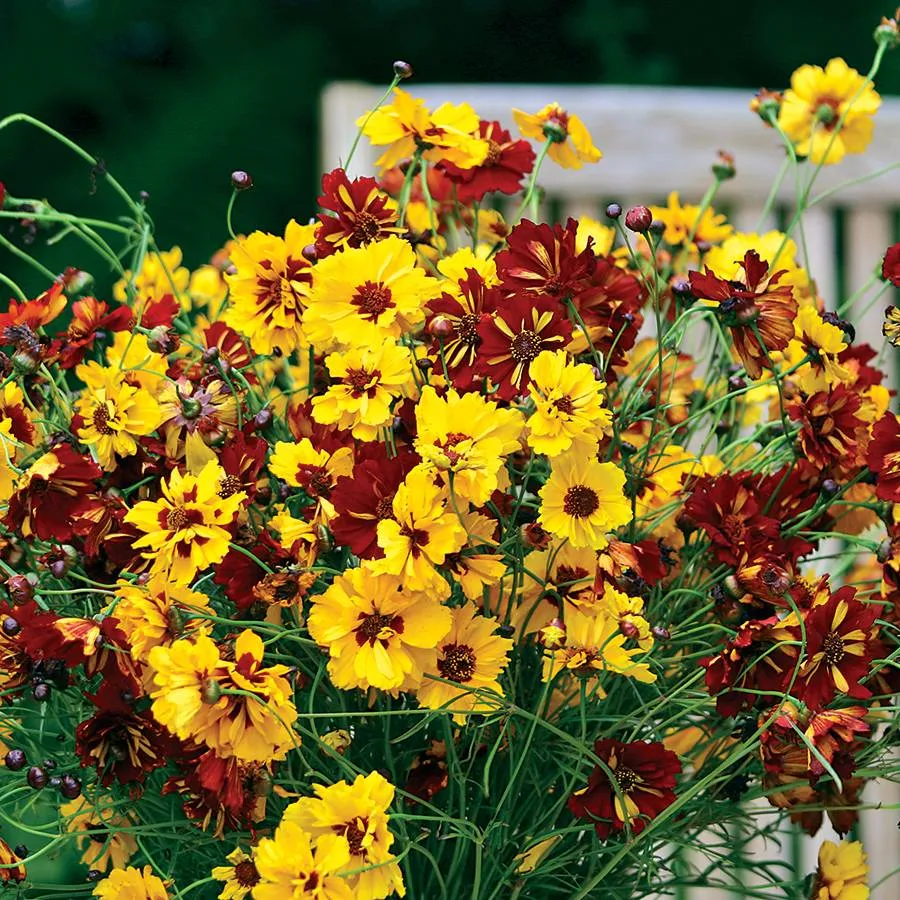 Coreopsis flowers