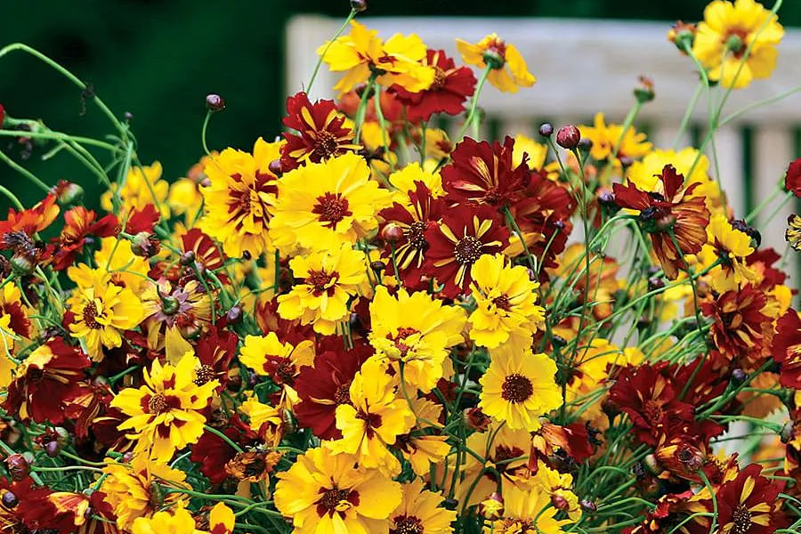 Coreopsis flowers