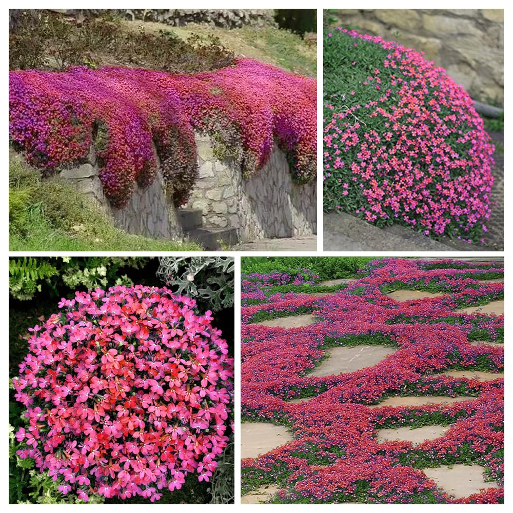 Creeping Thyme groundcover