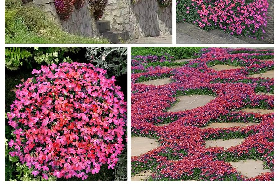 Creeping Thyme groundcover