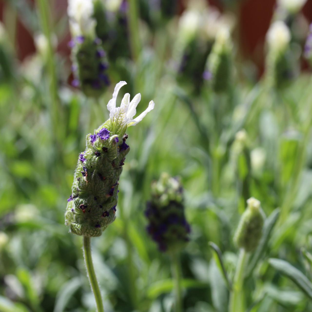 French Lavender plant
