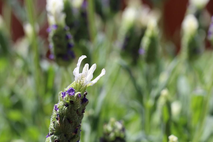 French Lavender plant