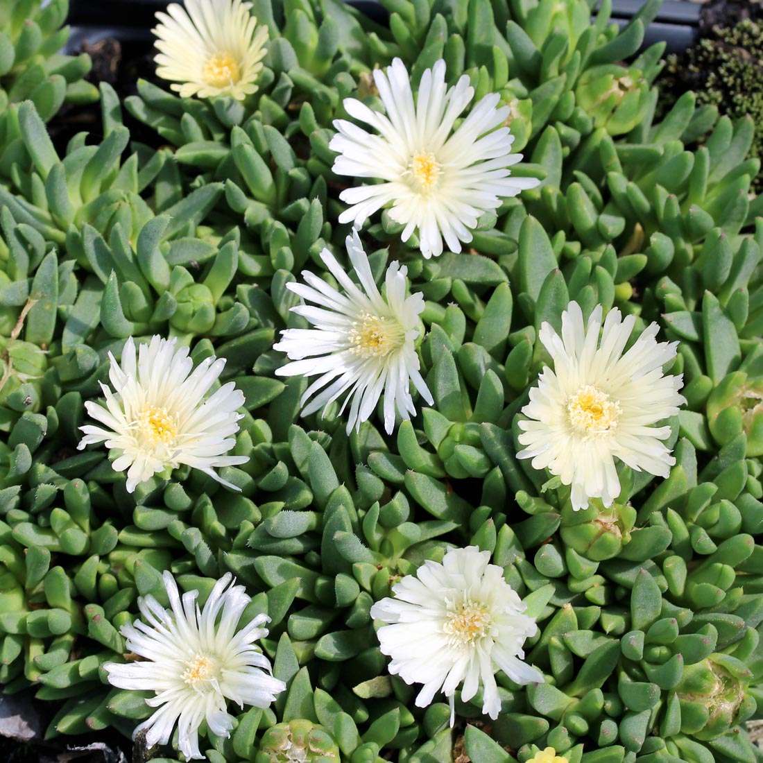 Ice Plant Delosperma