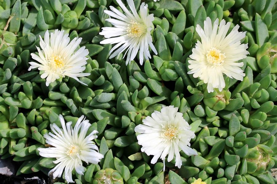 Ice Plant Delosperma
