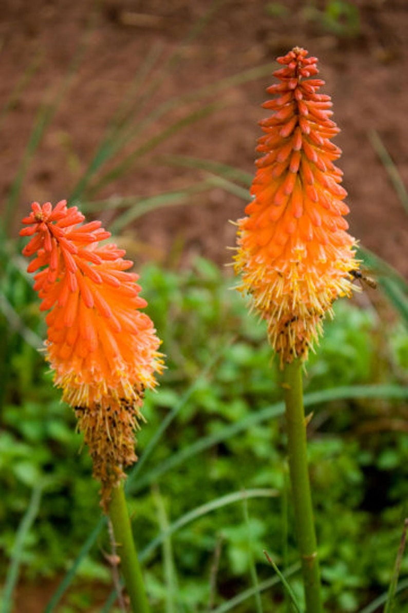 Red Hot Poker Kniphofia